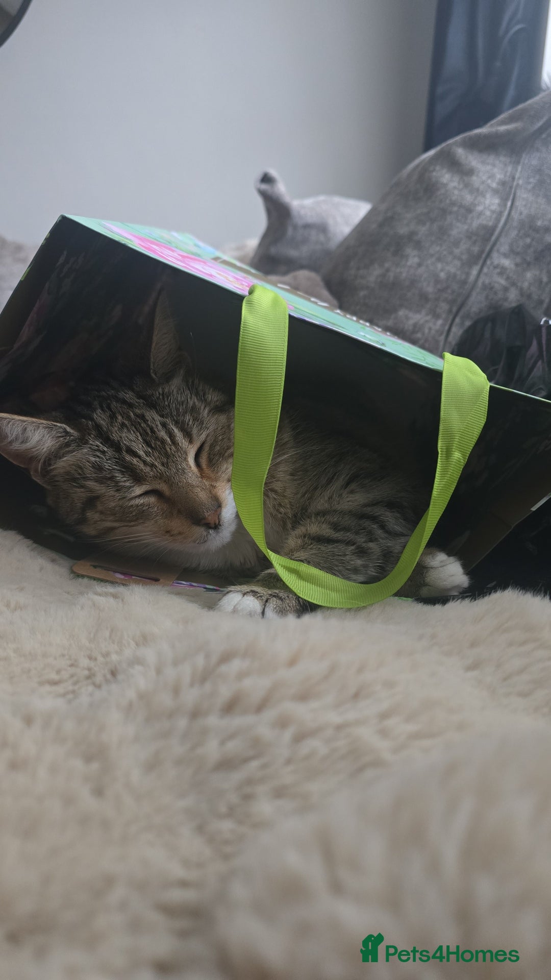 Mixed Breed cats for sale: Female mother and daughter  - Image 2