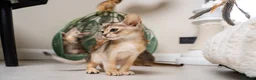 Abyssinian cats for sale: Pure Silver Abyssinian Champion Lines 🏆 Tica - Advert 33