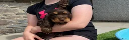 Cocker Spaniel dogs for sale: ⭐️ Health tested KC reg show type cocker 🐶  - Advert 10