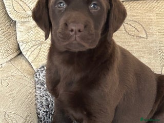 Labrador Retriever dogs - Advert 12