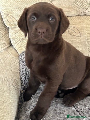 Labrador Retriever dogs - Advert 8