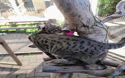Savannah cats for sale: Large TICA Registered Spotted Savannah Boy Kitten  - Image 16