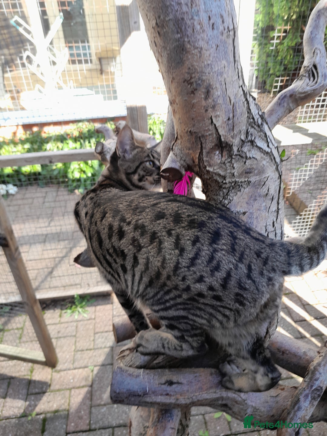 Savannah cats for sale: Large TICA Registered Spotted Savannah Boy Kitten  - Image 16