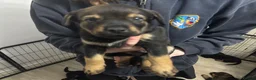 Mixed Breed dogs for sale: German Shepherd husky mix Rottweiler - Advert 9