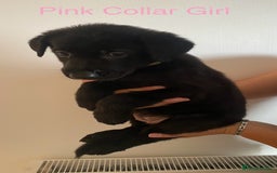 German Shepherd dogs for sale: Working Line German Shepherd Puppies – Cornwall - Image 3