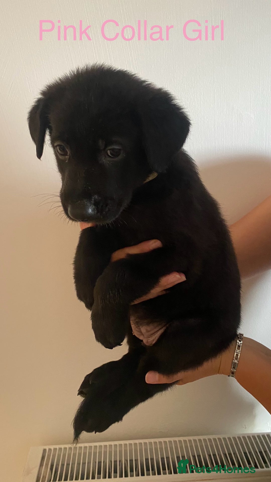 German Shepherd dogs for sale: Working Line German Shepherd Puppies – Cornwall - Image 3