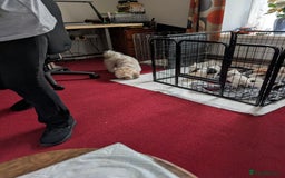 Mixed Breed dogs for sale: Shih Tzu Terrier cross  - Image 1
