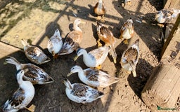Ducks poultry for sale: Miniature Silver Appleyard Drakes - Image 6