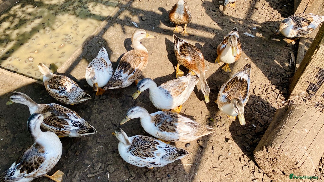 Ducks poultry for sale: Miniature Silver Appleyard Drakes - Image 6