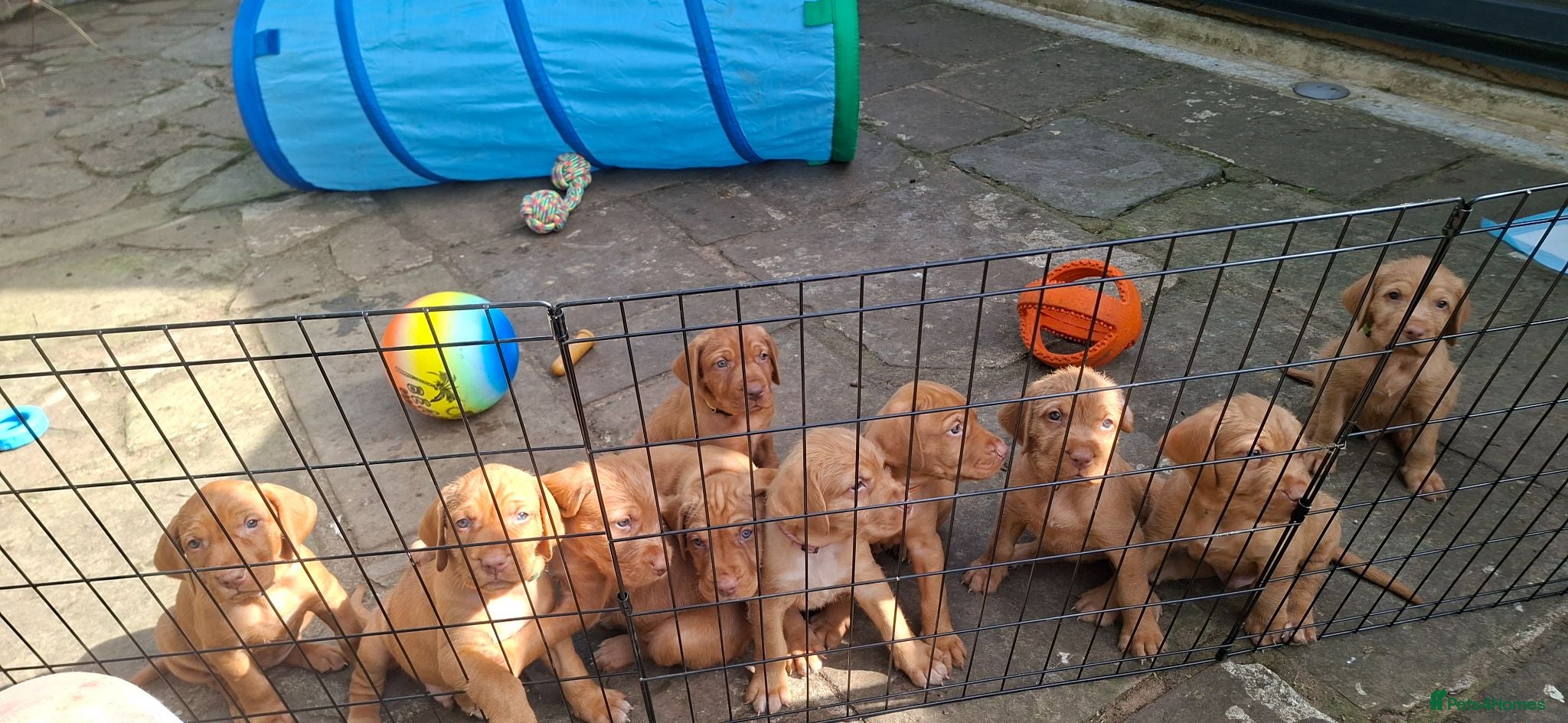 Hungarian Vizsla dogs 5 beautiful strong WH vizsla pups remaining. - Advert 1