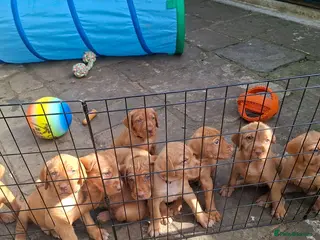 Hungarian Vizsla dogs 5 beautiful strong WH vizsla pups remaining. - Advert 5