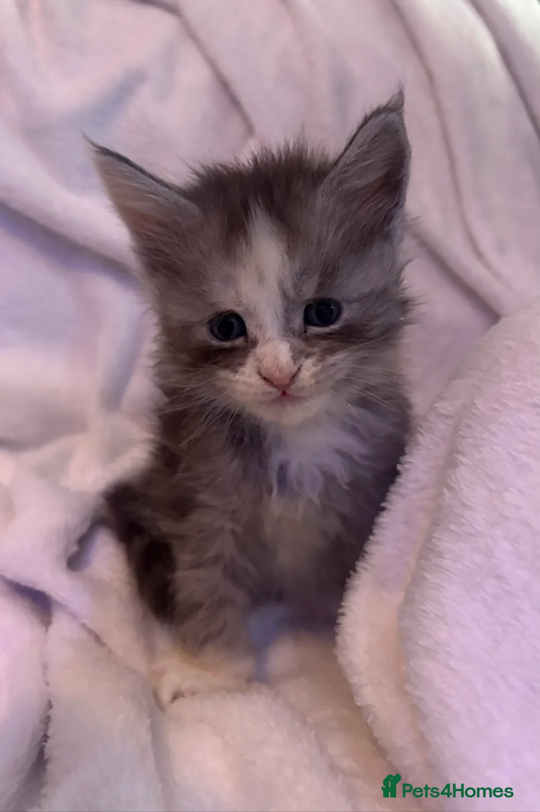 Maine Coon cats for sale: STUNNING MAINE COON BABIES  - Advert 2