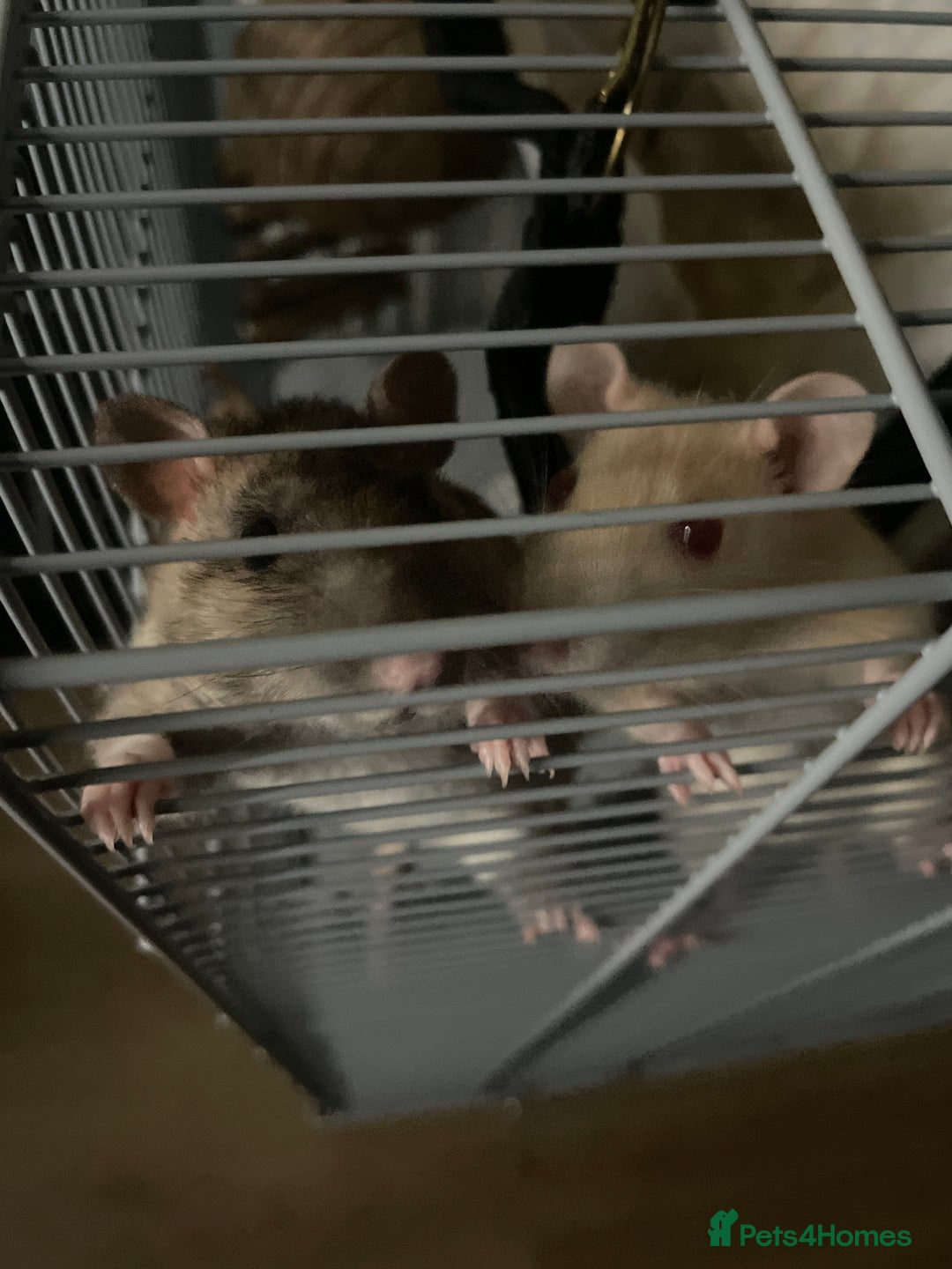 Rat rodents for sale: 2 gorgeous fancy rats- open to offers - Image 3