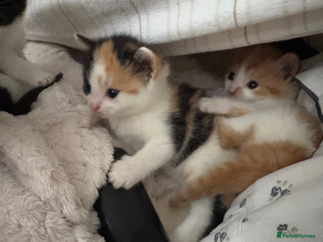 British Shorthair cats for sale: Beautiful kittens 3 girls 1 boy  - Advert 19