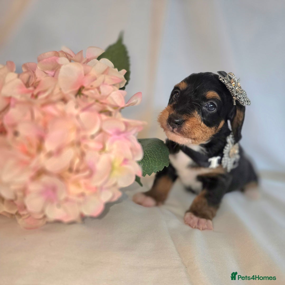 Mixed Breed dogs for sale:  miniature dachshund cross toy poodle doxiepoo   - Image 34