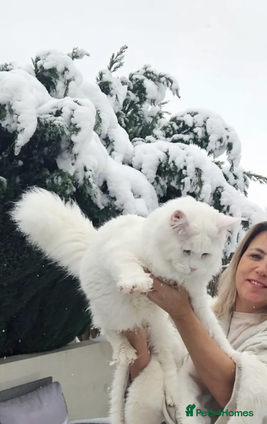 Maine Coon cats for stud: XL STUD AVAILABLE AND KITTENS in Brighouse - Advert 10