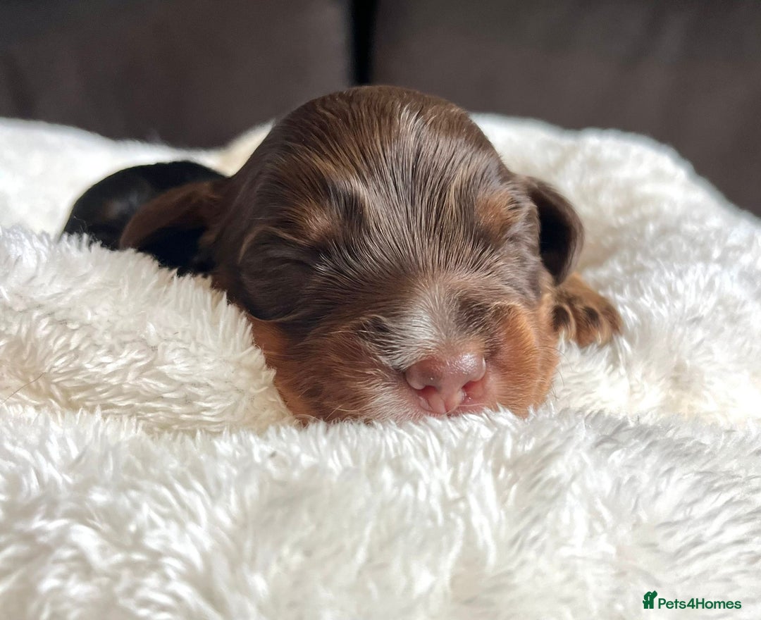 Cocker Spaniel dogs for sale: Extensively Health tested cocker spaniels Puppies  - Advert 13