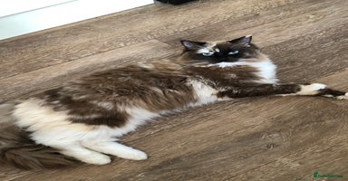 Ragdoll cats Tica reg seal sepia Cherubim Ragdoll year old girl - Advert 7