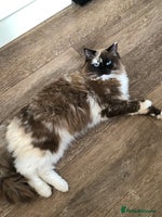 Ragdoll cats Tica reg seal sepia Cherubim Ragdoll year old girl - Advert 7