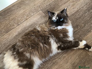 Ragdoll cats - Advert 2