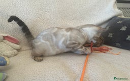 Bengal cats for sale: OUTSTANDING TICA reg BENGAL KITTENS - Advert 8