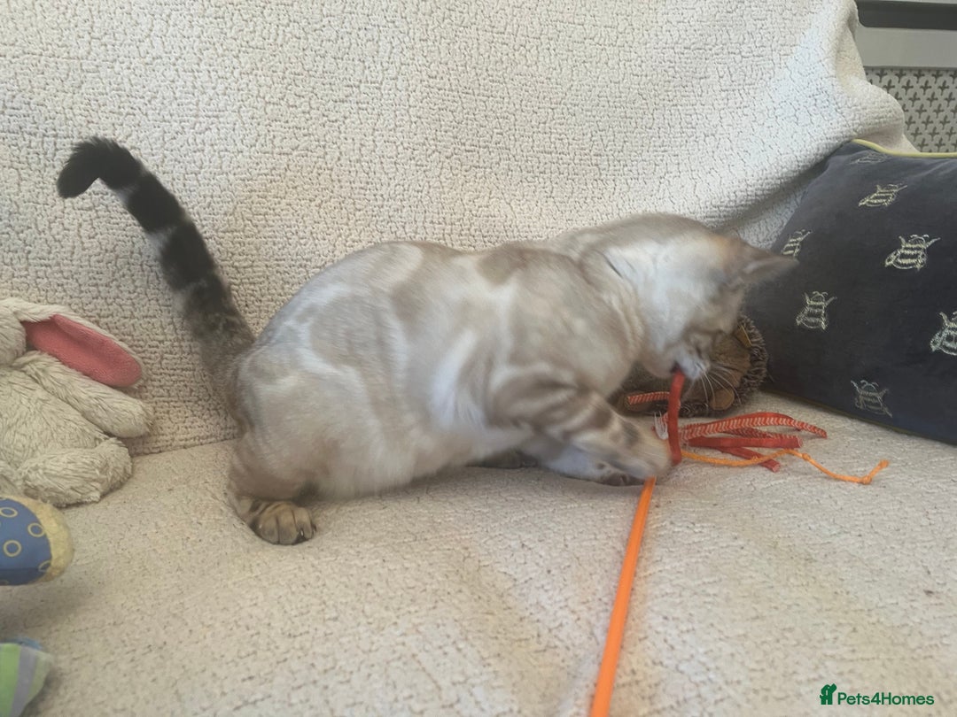 Bengal cats for sale: OUTSTANDING TICA reg BENGAL KITTENS - Advert 8