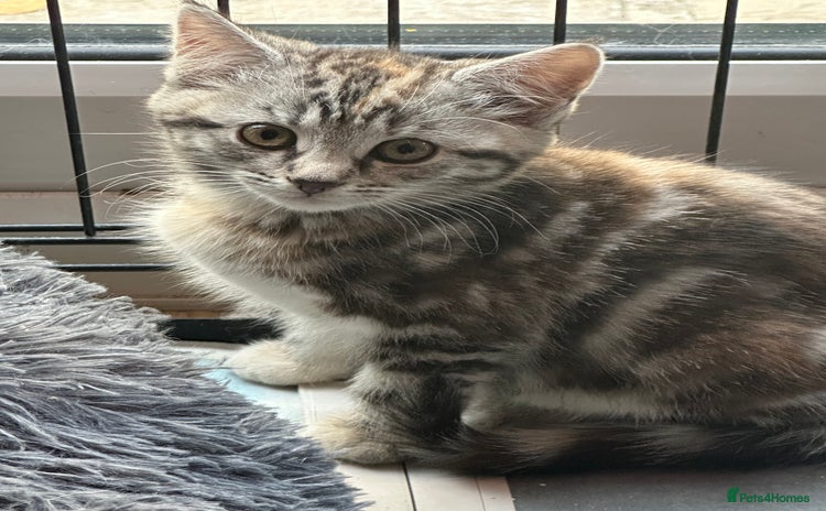 Mixed Breed cats - Advert 14