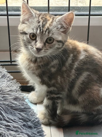 Mixed Breed cats - Advert 16
