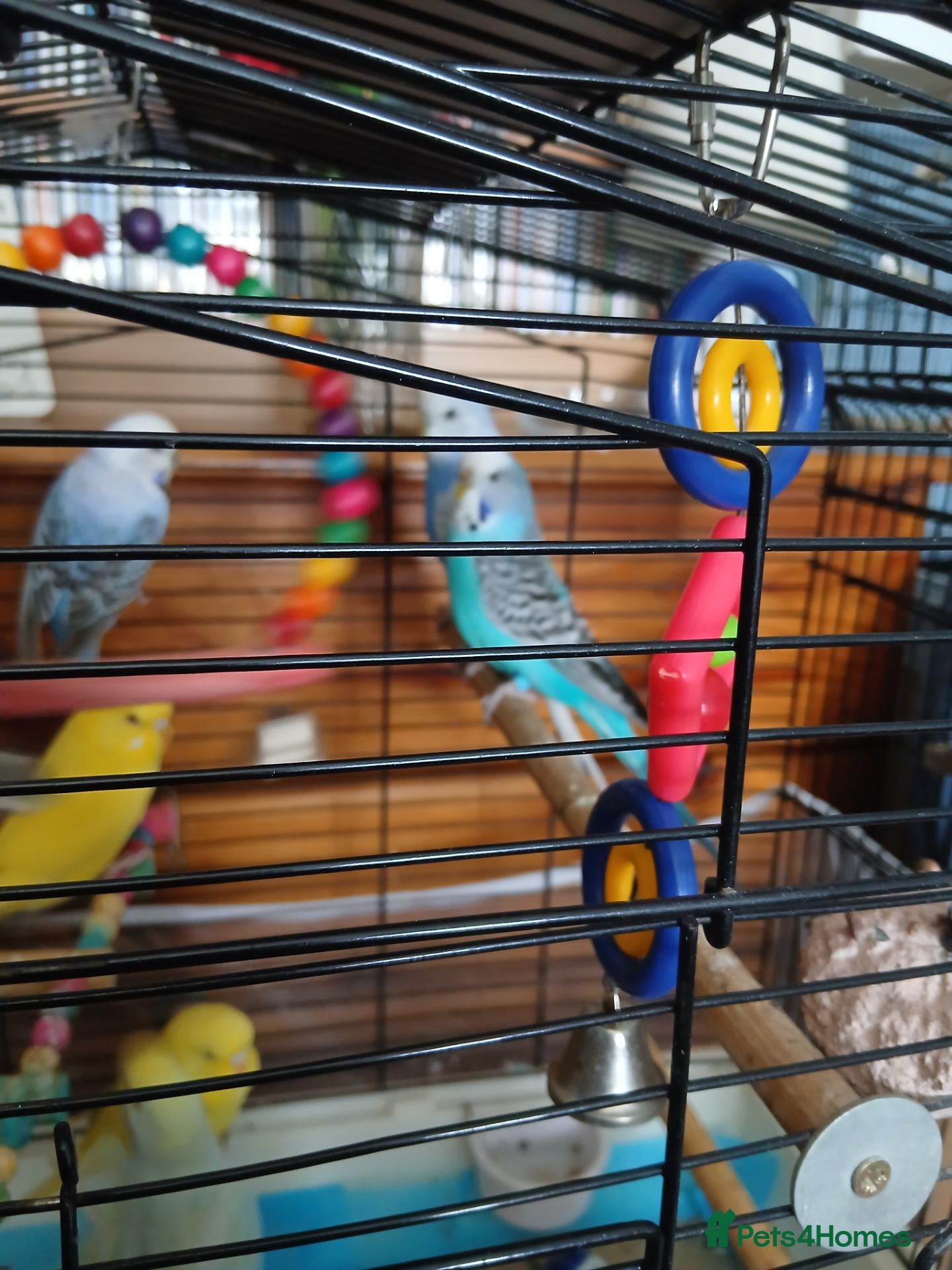 Budgerigars birds Budgies - Advert 16