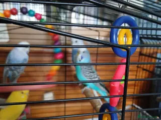 Budgerigars birds Budgies - Advert 16
