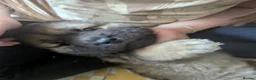 Mixed Breed dogs for sale: Sharpie cross - Advert 5