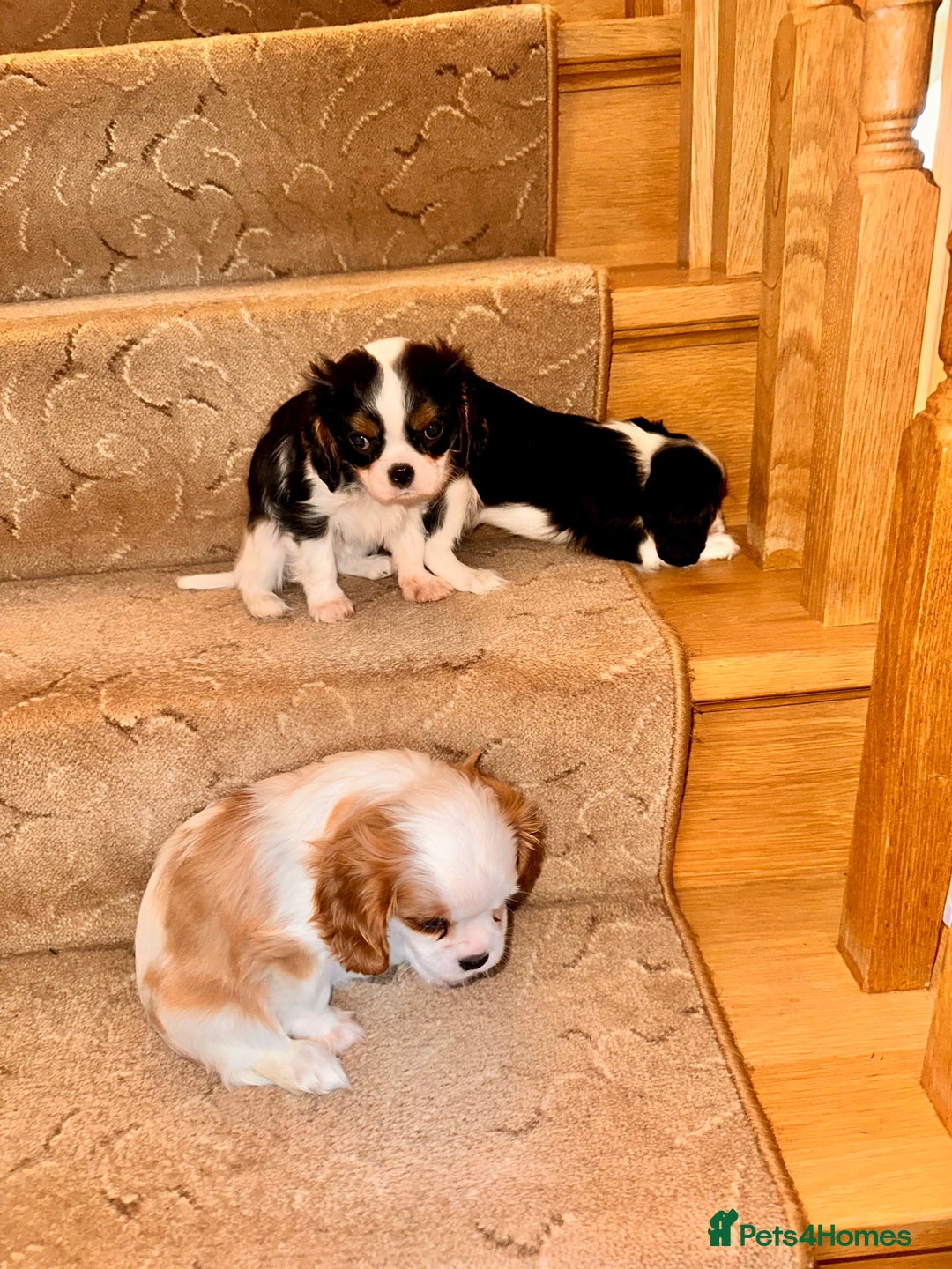 Cavalier King Charles Spaniel dogs for sale: Cavalier King Charles puppy’s  - Advert 6