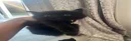 Mixed Breed cats for sale: BEAUTIFUL KITTENS LOOKING FOR THEIR FOREVER HOMES - Advert 4