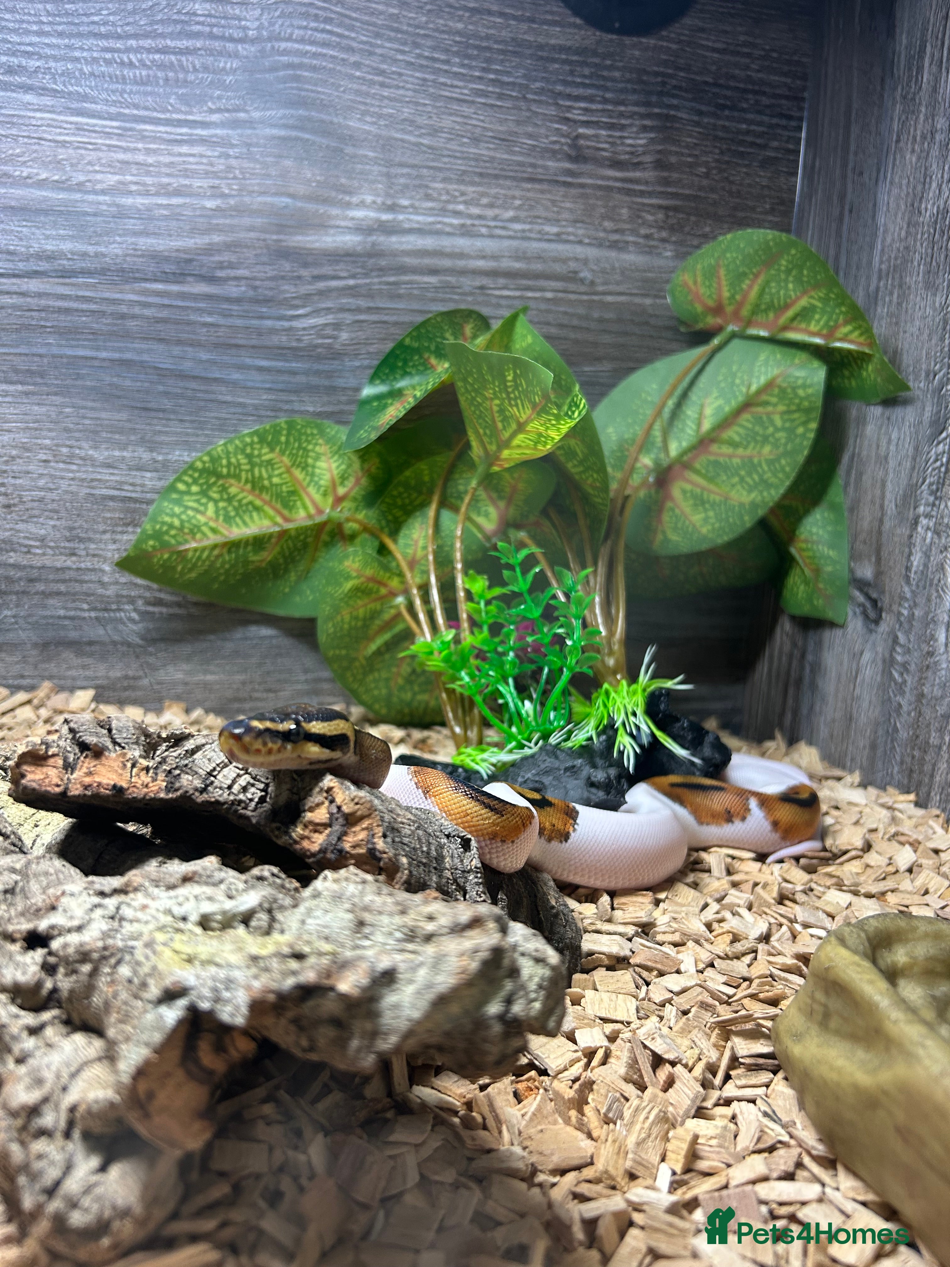 Python Snake reptiles Piebald ball python  - Advert 1