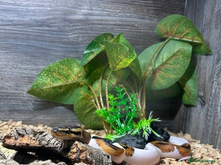 Python Snake reptiles Piebald ball python - Advert 2