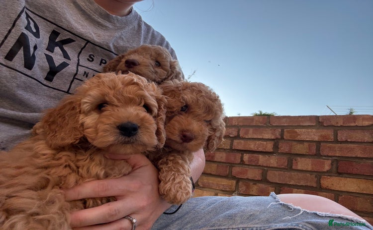 Cockapoo dogs - Advert 5