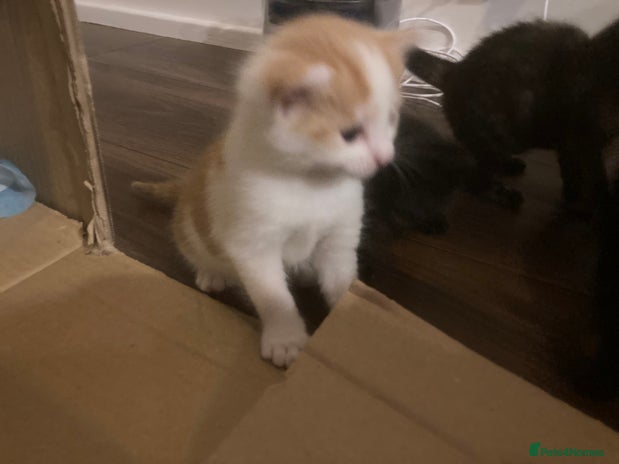 British Shorthair cats - Advert 13