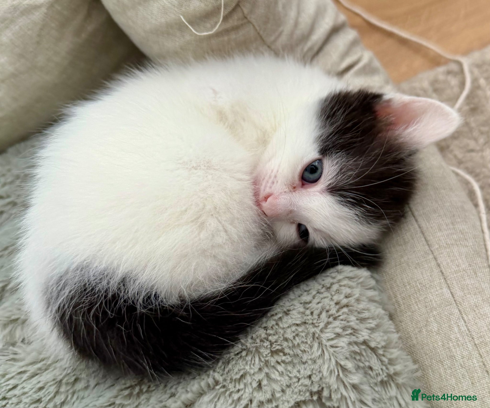 Mixed Breed cats for sale: Gorgeous, lovely Tabby kittens looking for home💕 - Advert 10