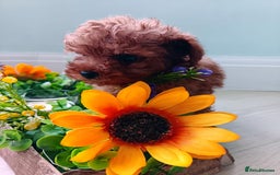 Toy Poodle dogs for sale: Toy Poodles from k.c.registered DNA tested parents - Image 12