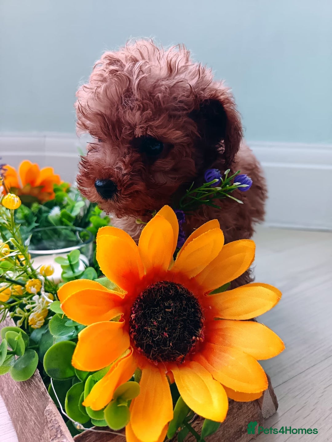 Toy Poodle dogs for sale: Toy Poodles from k.c.registered DNA tested parents - Image 12