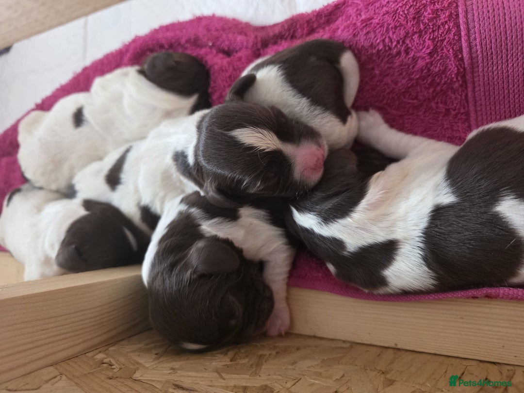 English Springer Spaniel dogs for sale: KC registered English Springer Spaniel puppies - Image 5