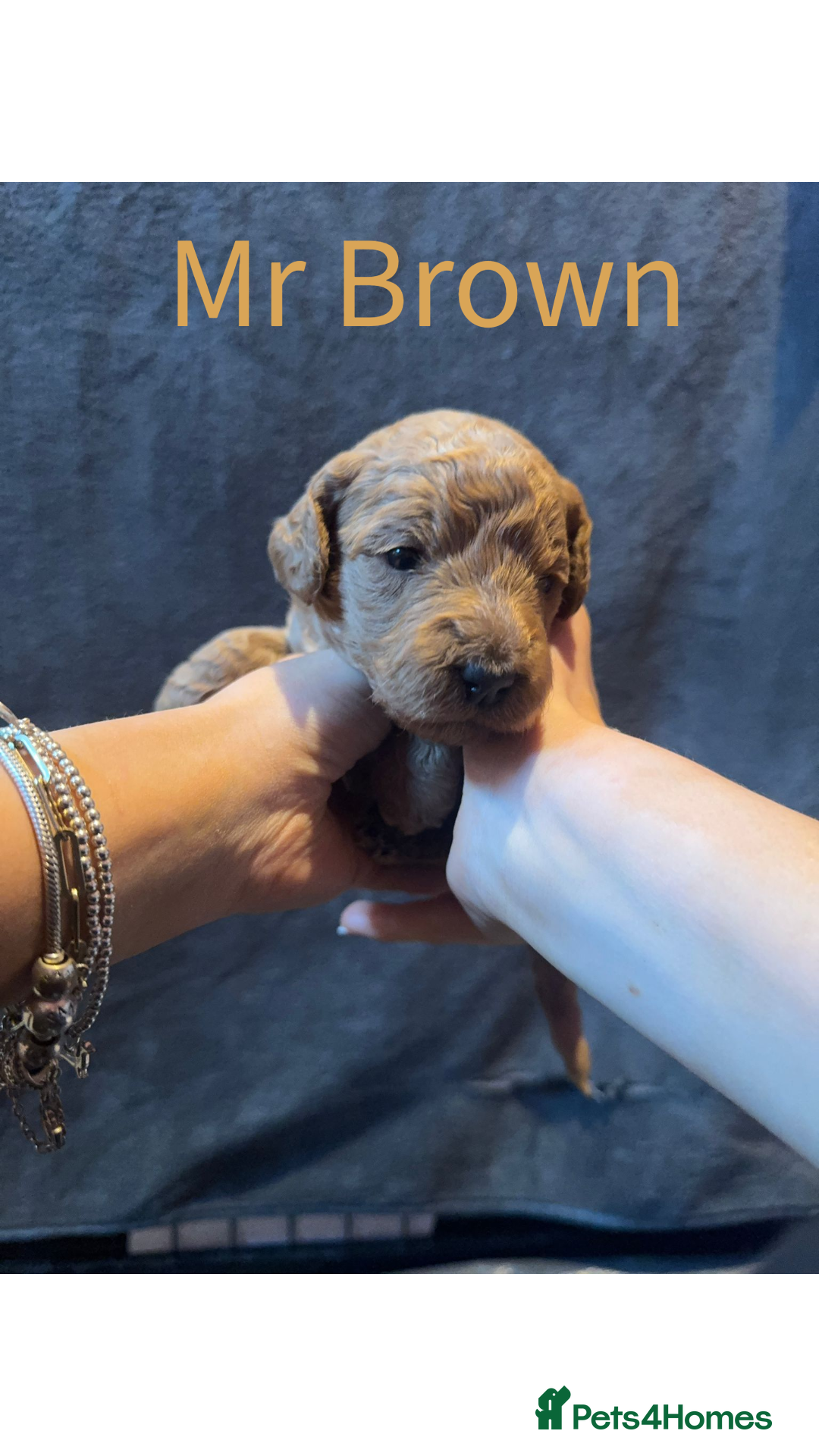 Australian Labradoodle dogs for sale: Extensively health tested Austrailian Labradoodles - Advert 12