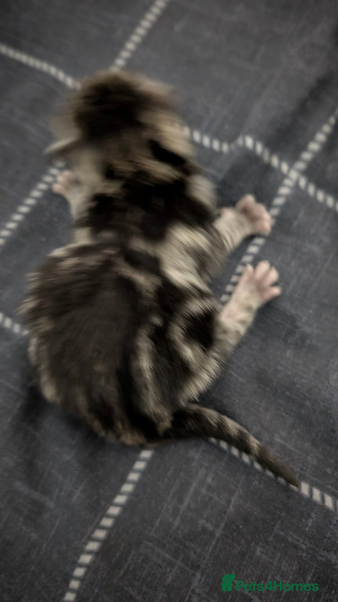 British Shorthair cats for sale: 4 beautiful kittens for sale  - Advert 6