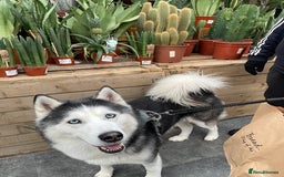 Siberian Husky dogs for stud: Siberian Husky Stud - Image 3
