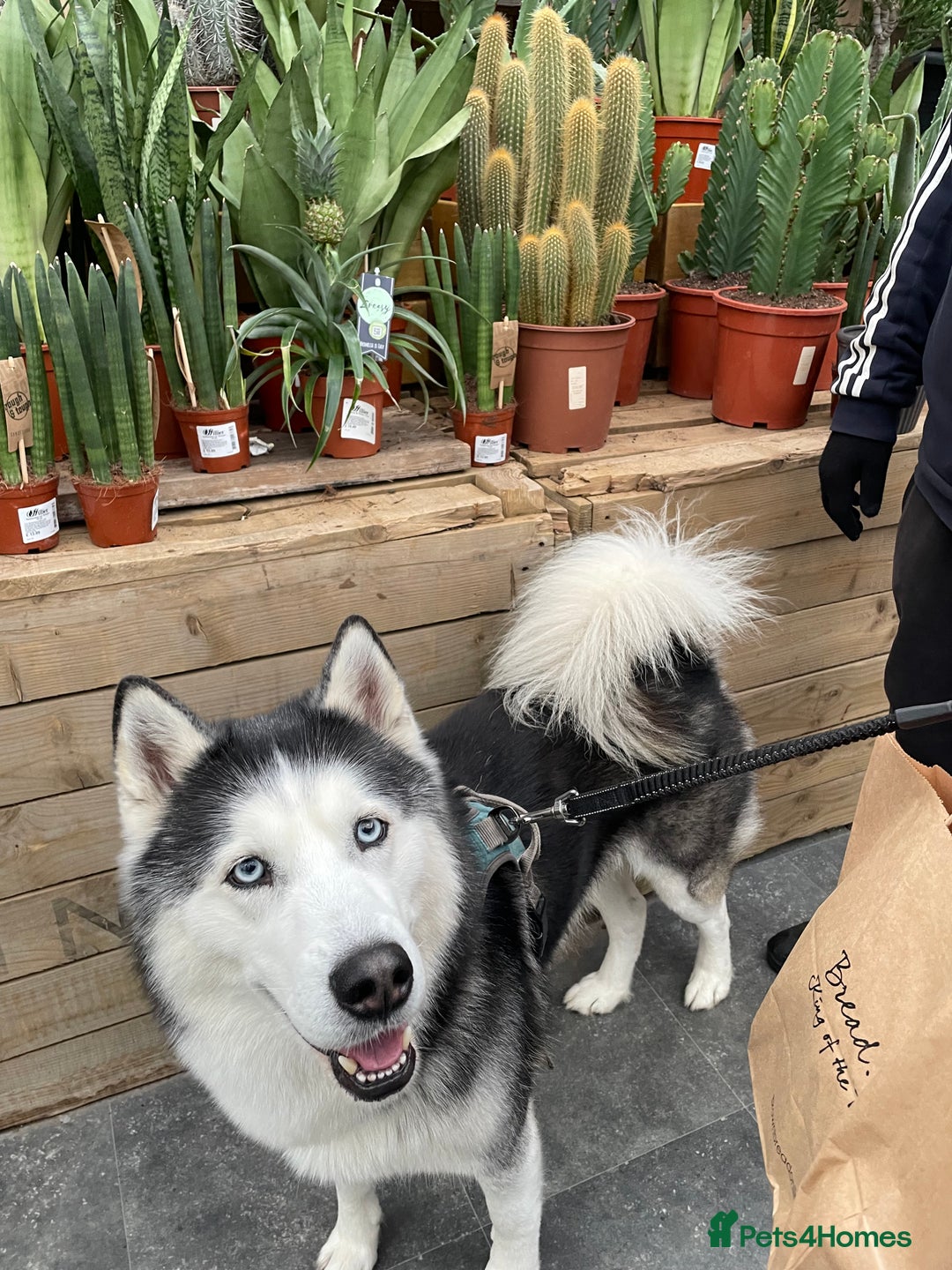 Siberian Husky dogs for stud: Siberian Husky Stud - Image 3