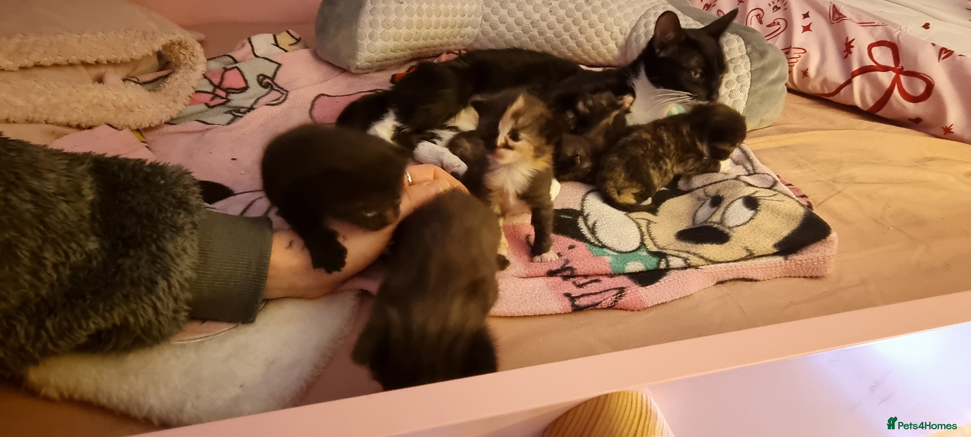 Mixed Breed cats Tortoishell kittens  - Advert 1