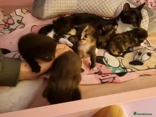 Mixed Breed cats Tortoishell kittens - Advert 1