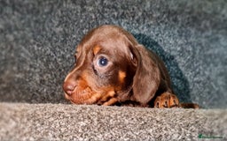 Miniature Dachshund dogs for sale: 💜Extra miniature chocholate dapple daschunds💜  - Image 9