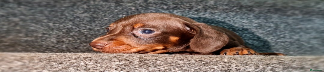 Miniature Dachshund Puppy 2