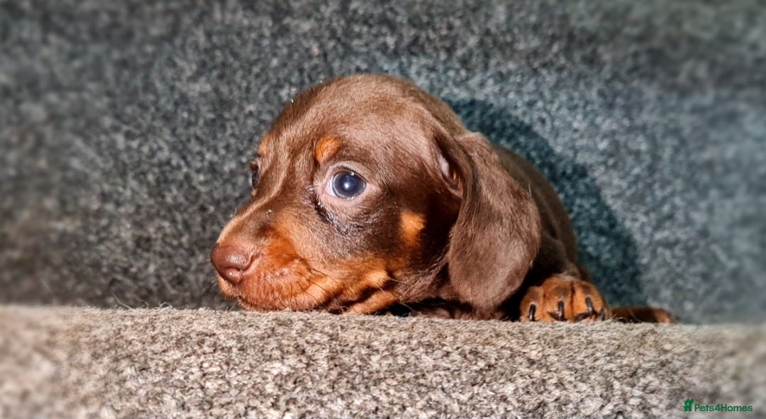 Miniature Dachshund dogs for sale: 💜Extra miniature chocholate dapple daschunds💜  - Image 9